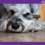 schnauzer estándar.