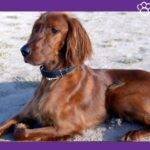 Setter Irlandés. Irish Setter. Petepua