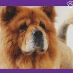 Close Up de un perro chow chow marron mirando atentamente.