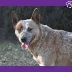 Australian Cattle Dog. Cattle Dog. Perro de ganado australiano