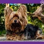 yorkshire terriers.