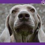 Braco de weimar. perro braco de Weimar. Weimaraner.