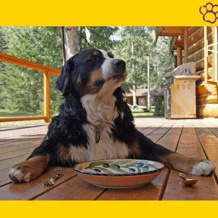 dog lover . pets lovers. Pet -e- Püa