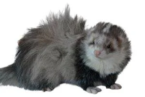 foto huron angora. Razas de hurones