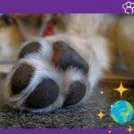 razas-fci. razas de perros.