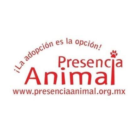 Albergue de perros rescatados. Presencia Animal México