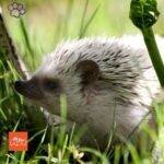 Erizo pigmeo africano.erizos. mascotas. petepua. pet-e-püa