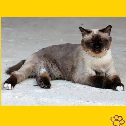 Gato Birmano sentado elegantemente sobre el piso.