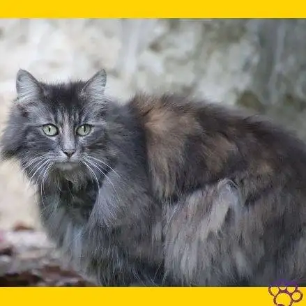 Gato angora. turco