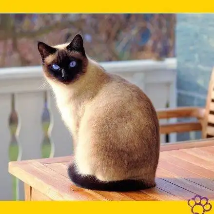 Gato siamés, sentado de espaldas en una mesa, mirando hacia atrás.