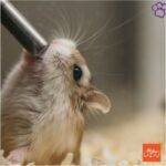 Hámster Ruso. Hamster ruso. hamsters . mascotas. petepua. pet-e-püa