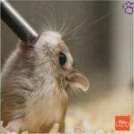 Hámster Ruso. Hamster ruso. hamsters . mascotas. petepua. pet-e-püa