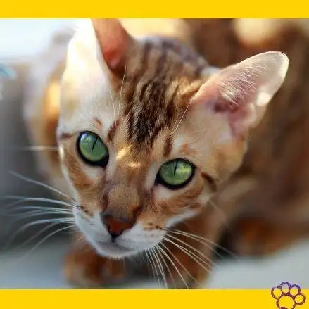 gato bengali