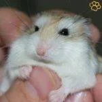 Close up de un Hámster Roborovski en la mano de una persona