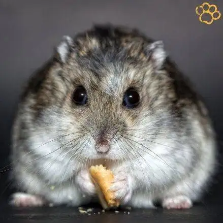 Hámsters. Hámster enano de Cambell