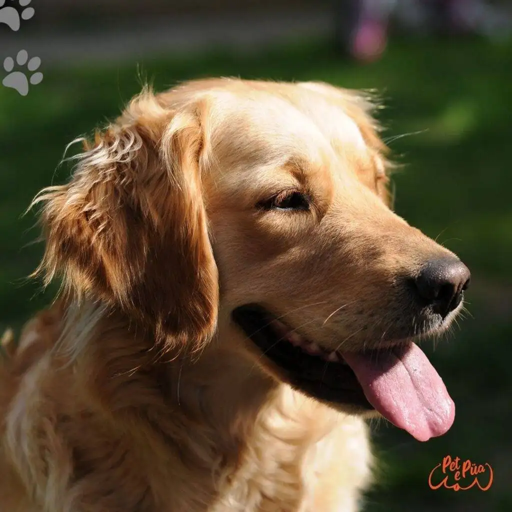 American Golden Retriever. tipos de golden retriever. golden perro. fotos de golden retriever