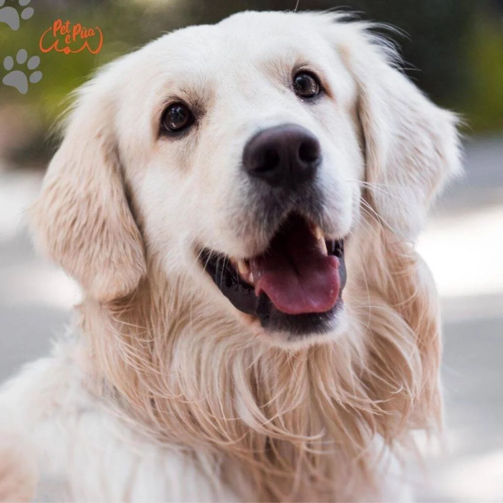 British golden retriever. Golden retriever británico. Golden retriever inglés. Golden retriever.