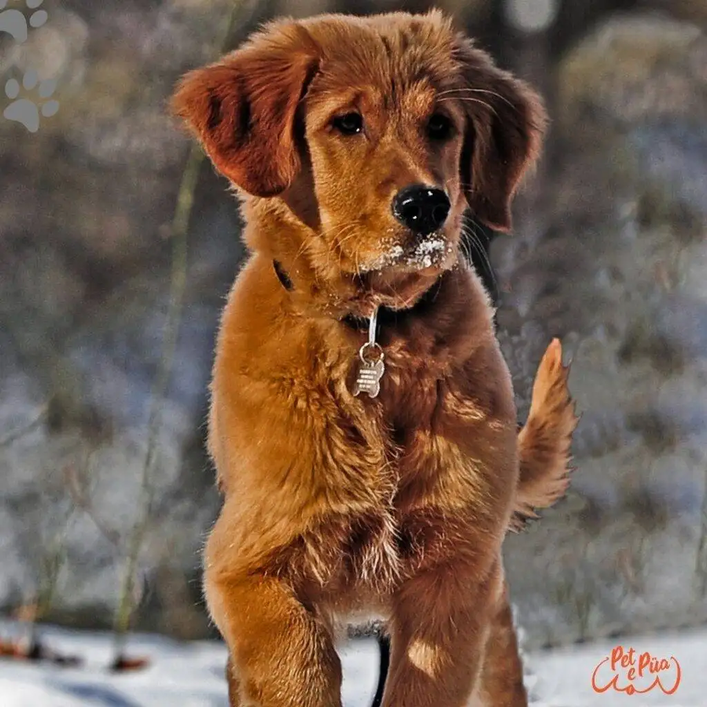 Canadian golden retriever. golden retriever canadiense. Golden retriever canada. golden retriever 3 meses.