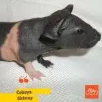 Cobaya skinny. Cobayos. mascotas. Petepua.