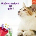 Gato blanco y marrón sentado viendo una guirnalda festiva por el Dia Internacional del gato.
