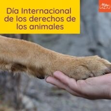 Dia Internacional de los Derechos de los Animales