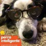 Perro pastor blanco y negro, con lentes. Con un texto que indica "perro inteligente".