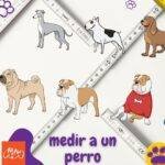 Cómo se mide la altura de un perro. artículos web petepua.