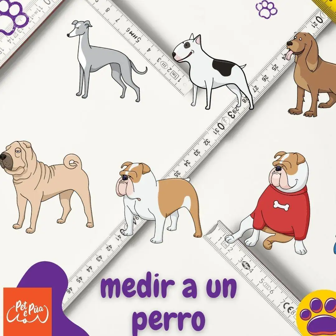 Cómo se mide la altura de un perro. artículos web petepua.