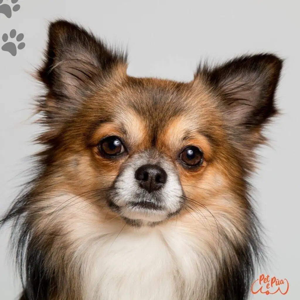 Chihuahua pelo largo.