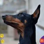 Doberman americano. Doberman. Dobermann. perros. mascotas .petepua