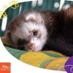 Un hermoso hurón descansando sobre un colchón