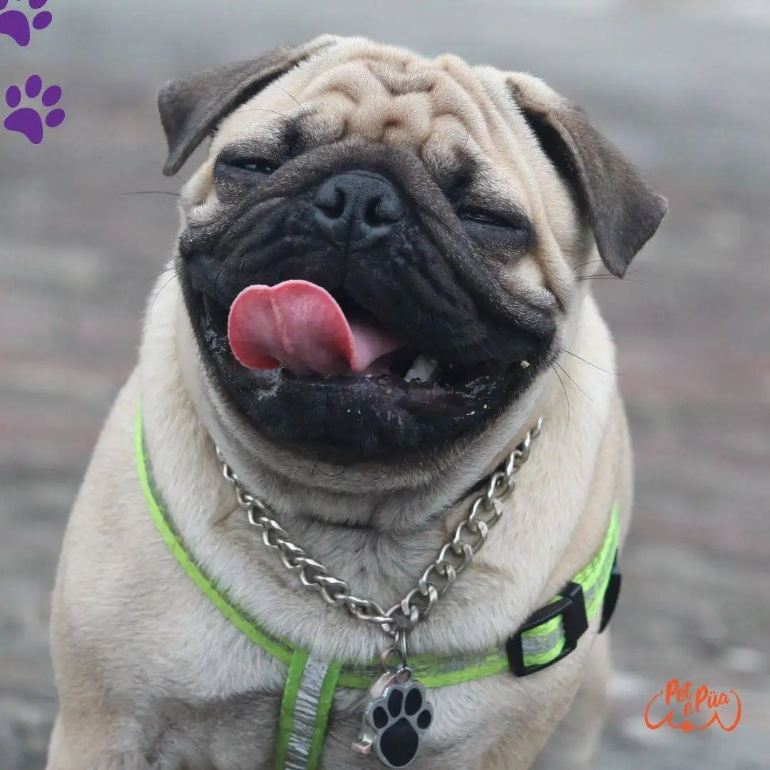 Hermoso perro pug sonriendo en exteriores.