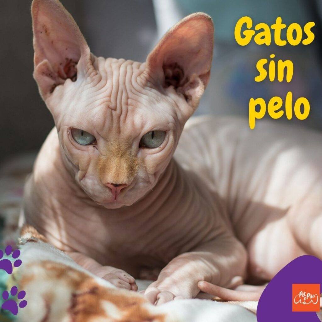 Gatos sin pelo. artículos web petepua