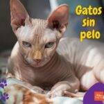 Gatos sin pelo. artículos web petepua