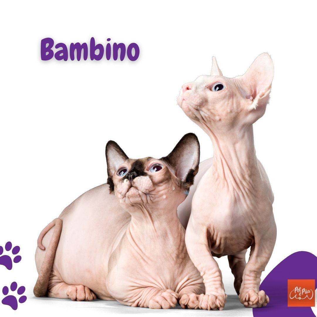 Gatos sin pelo. gato Bambino. artículos web petepua. artículos web petepua.