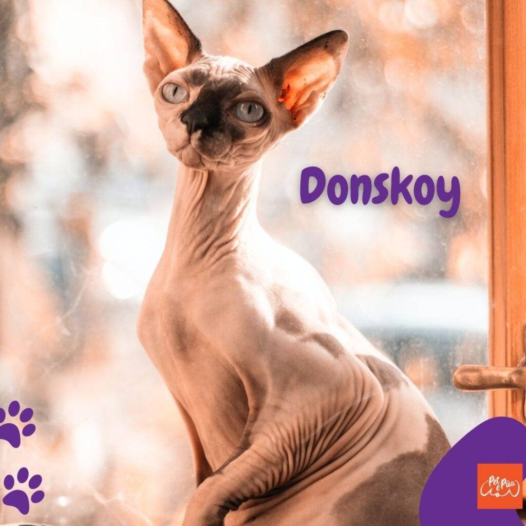 Gatos sin pelo. gato Donskoy. artículos web petepua