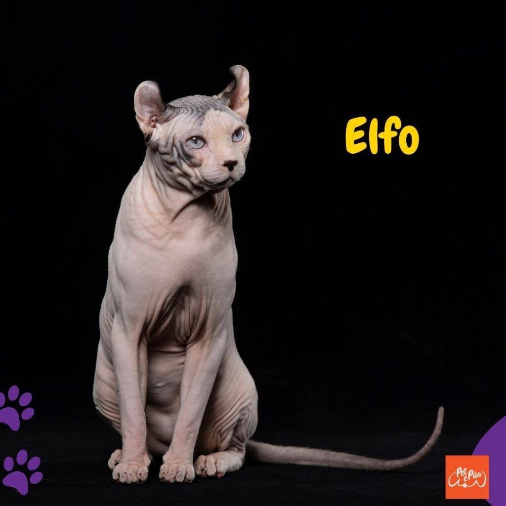 Gato Elfo. gatos sin pelo