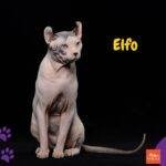 Gato Elfo. gatos sin pelo