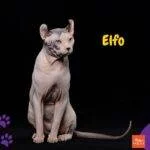 Gato Elfo. gatos sin pelo
