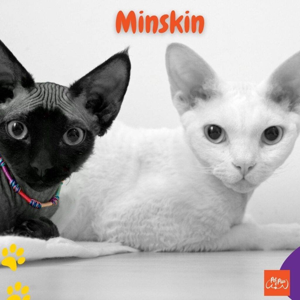 gato minskin. Gatos sin pelo. gato Minskin o Teddy Rex .artículos web petepua