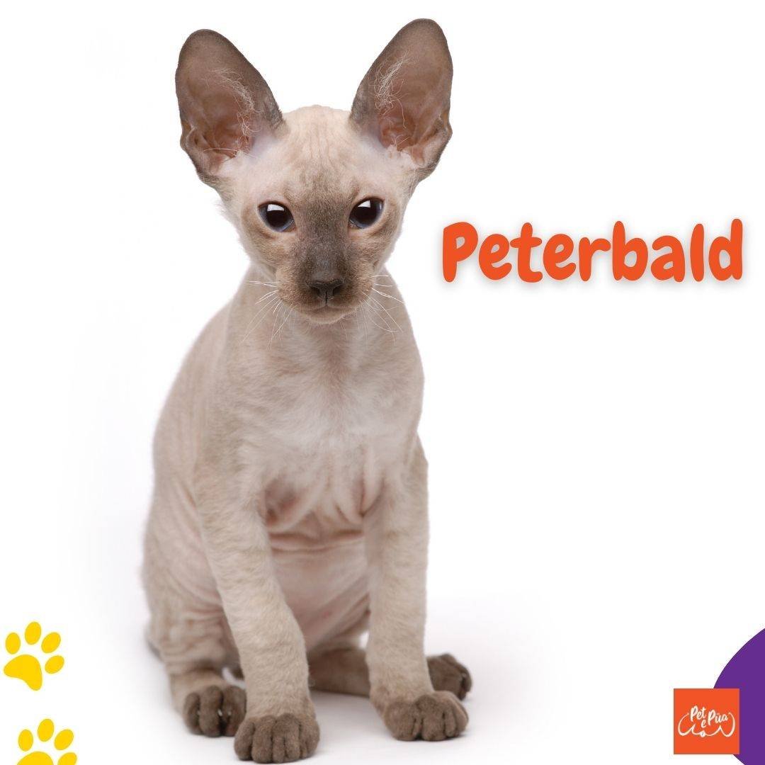 Gatos sin pelo. gato peterbald . artículos web petepua. artículos web petepua.