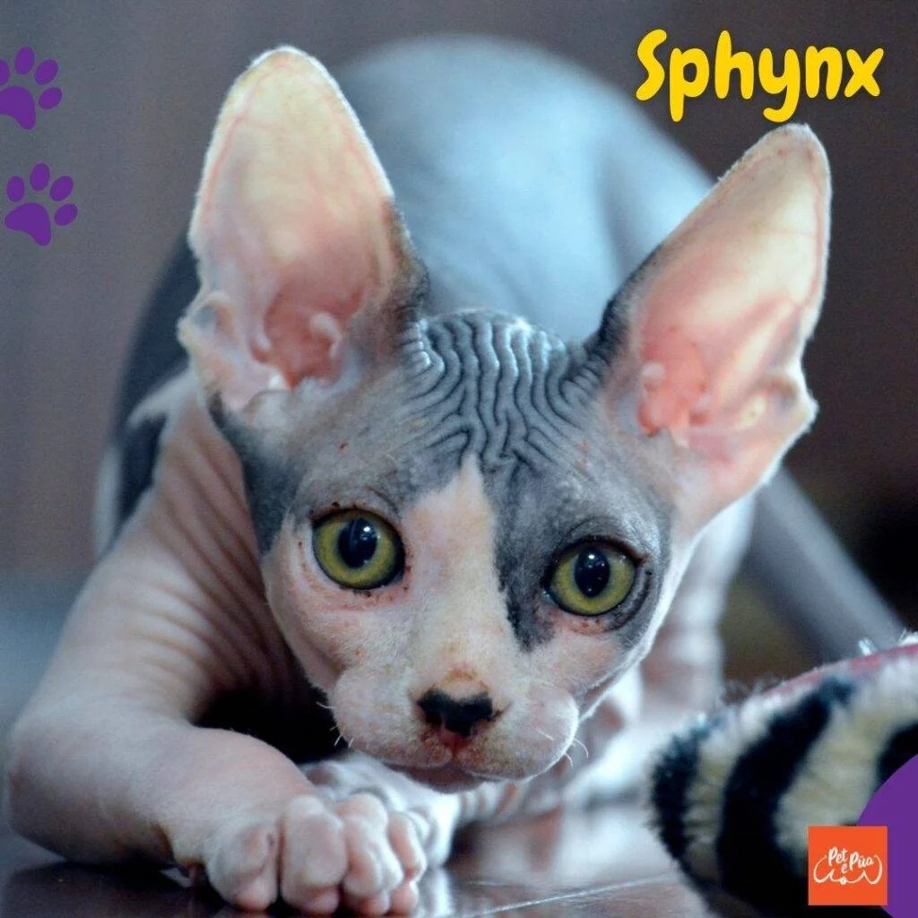 Gatos sin pelo. gato Sphynx . artículos web petepua