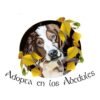 Adopta en los Abedules. Adoptar perros en España