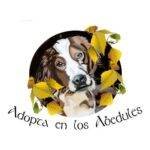adopta en los abedules .heroes sin capa. petepua