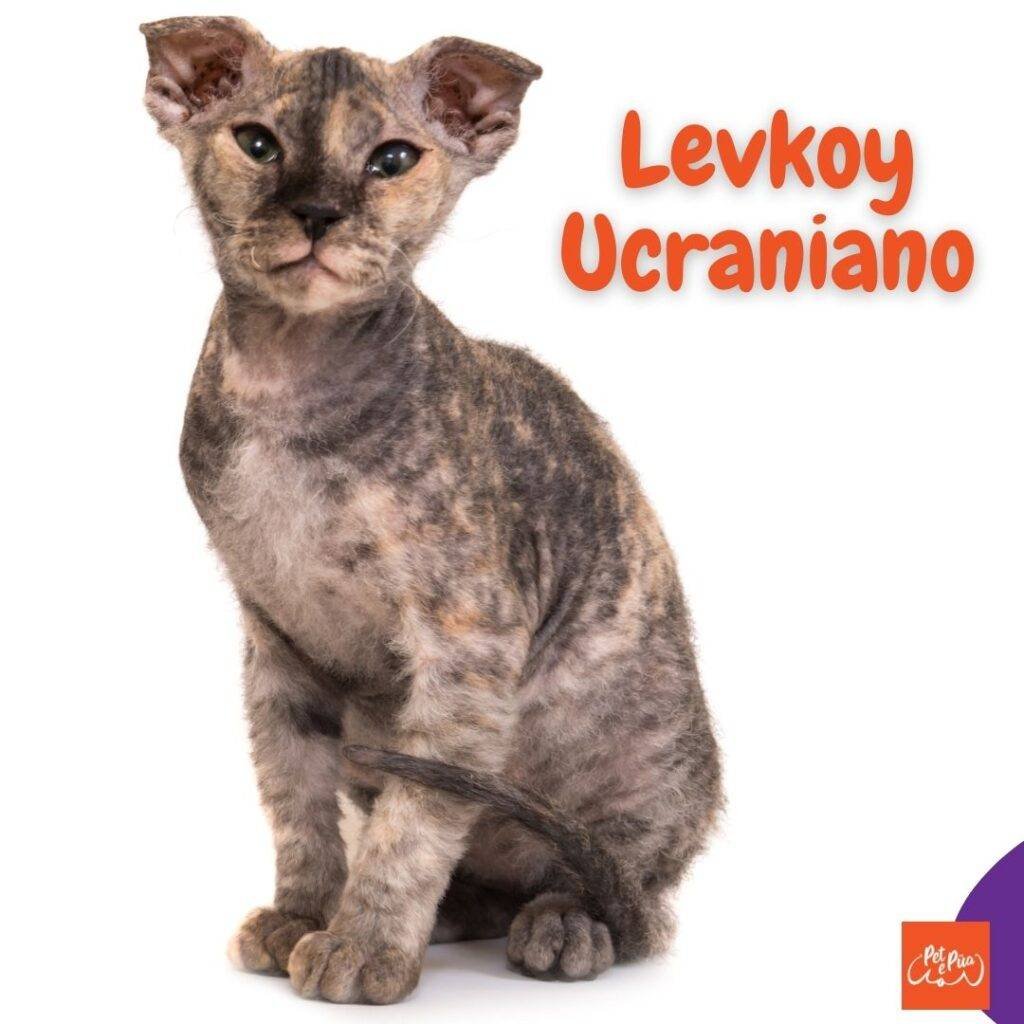 Gatos sin pelo. Levkoy ucraniano . artículos web petepua.