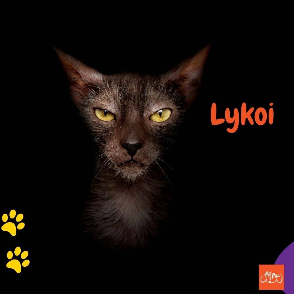 Gatos sin pelo. gato Lykoi. artículos web petepua