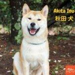 Akita Inu. perros peludos