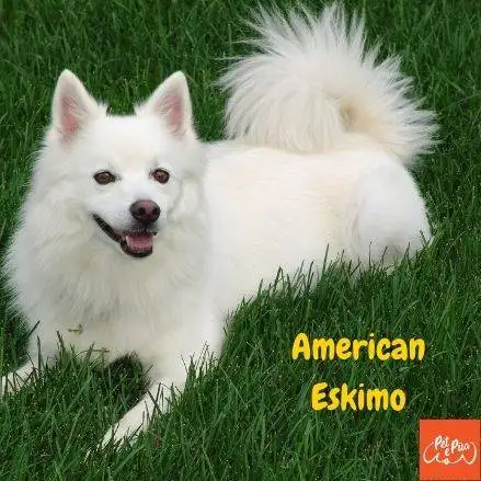 American Eskimo