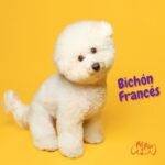 Bichón Francés. bichón frise. grupo 6 AKC. razas de perros egun AKC. perros no deportistas. non sporti g dogs. petepua.
