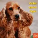 cocker spaniel inglés. perros peludos. cocker spaniel inglés colores